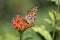 Gulf Fritillary Butterfly Feeding on Red Jatropha Flowers