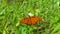 Gulf fritillary butterfly feeds on flowers