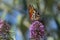 Gulf fritillary butterfly on flower