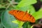 Gulf Fritillary Butterfly On Flower In Cuba