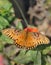 Gulf Fritillary butterfly on orange Zinnia