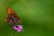 A gulf fritillary butterfly on a pink flower.