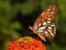 Gulf Fritillary Closeup