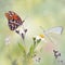 Gulf Fritillary and Great Southern White butterflies