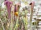 Gulf Fritillary orange butterfly and Okefenokee Hooded Pitcher Plants on Chesser Prairie