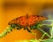 Gulf Fritillary Orange Butterfly Seattle Washington