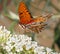 Gulf Fritillary or Passion Butterfly