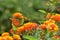 Gulf fritillary or passion butterfly on orange lantana flowers