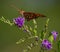 Gulf Fritillary on Purple Golden Dewdrop Flower, Seminole, Florida