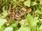 Gulf frittilary butterflies mating on passion flower vines