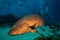 Gulf grouper (Mycteroperca jordani)