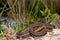 Gulf Salt Marsh Snake (Nerodia clarkii)