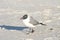 Gulf Shores Gulls 2023 I