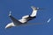 Gulfstream Aerospace G650ER ultra long range business jet aircraft N650GA departing Avalon Airport