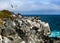 GULL ABOVE THE IGUANAS