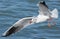 Gull above Lake Balaton