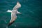 Gull in the air above the water with spread wings (Larus ridibundus)