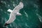 Gull in the air above the water with spread wings (Larus ridibundus)