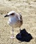 Gull on the beach, gull on sand