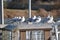 Gull behavior perched on metal bar at waterfront