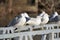 Gull behavior perched on metal bar at waterfront