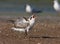 Gull-billed tern