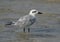 Gull-billed tern at Busaieen coast, Bahrain