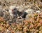 Gull-Billed Tern Chick