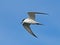 Gull-billed tern Gelochelidon nilotica