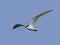 Gull-billed tern Gelochelidon nilotica