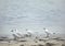 Gull-billed terns