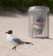 Gull bird on clean beach with trash bin