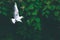 Gull bird fly over small river looking for food