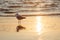 Gull bird hunting on the sea beach