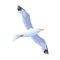 Gull bird icon, colorful design