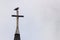 Gull bird perched on top of a church steeple cross