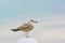 Gull bird sky background