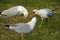 Gull Bird Stock Photo.  Gull birds trio in concert shouting, singing