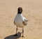 Gull Black headed Gull