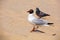 Gull Black headed Gull