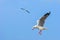 Gull brid frying with blue sky