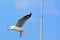 Gull brid frying with blue sky