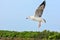 Gull brid frying with blue sky