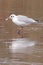 A gull carrying a block of ice