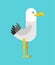 Gull cartoon isolated. seagull Sea bird vector illustration
