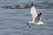 Gull Catching Fish in Grand Teton