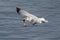 Gull Catching Fish in Grand Teton