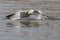 Gull Catching Fish in Grand Teton