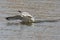 Gull Catching Fish in Grand Teton