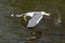 Gull catching fish in river